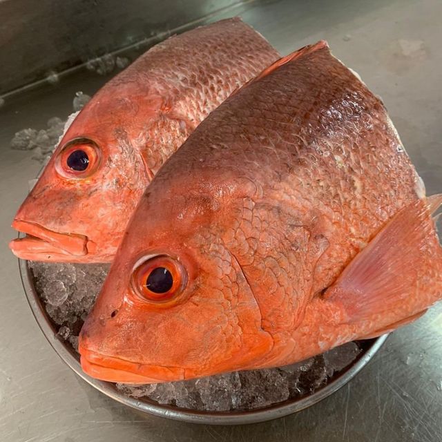 Fresh IQF Frozen Redfish Red Drum Whole Fillet Steak Gutted Scaled Seafood Export Bulk Supply - Image 2