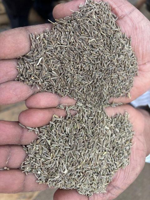 Premium Quality Cumin Seeds of Singapore 99 Quality - Image 3