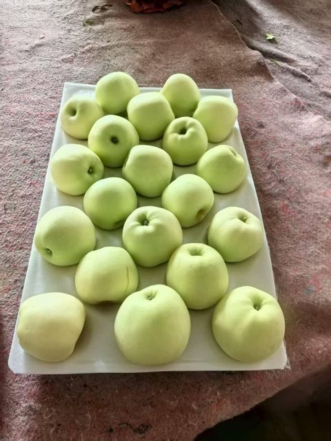 Fresh Golden Delicious Apples for Global Wholesale Markets - Image 4