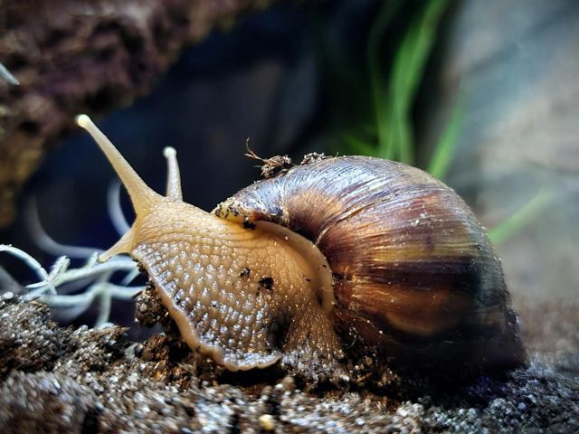 Live African Snail High Quality Farm Raised Snails For Commercial And Home Use Healthy - Image 3