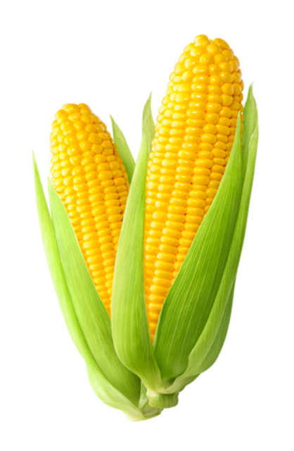 Yellow Maize (Corn) - Image 1