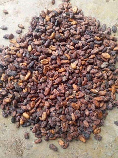 i need a buyer for cocoa beans - Image 1