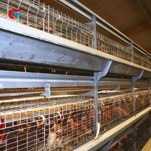 Factory Price Automatic Good Quality Chicken Cage Poultry Feeding Equipment - Image 5