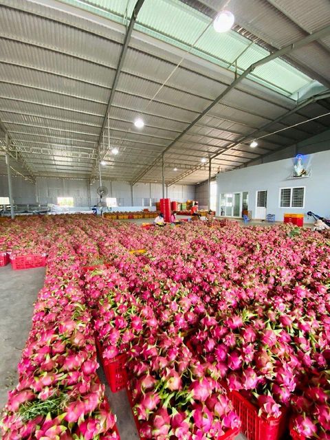 Fresh Dragon Fruit, Fresh Fruit (Thanh Long Vietnam) The Best Fresh Quality- WHATSAP 0084 989 322 607 – product photo 5, product detail gallery