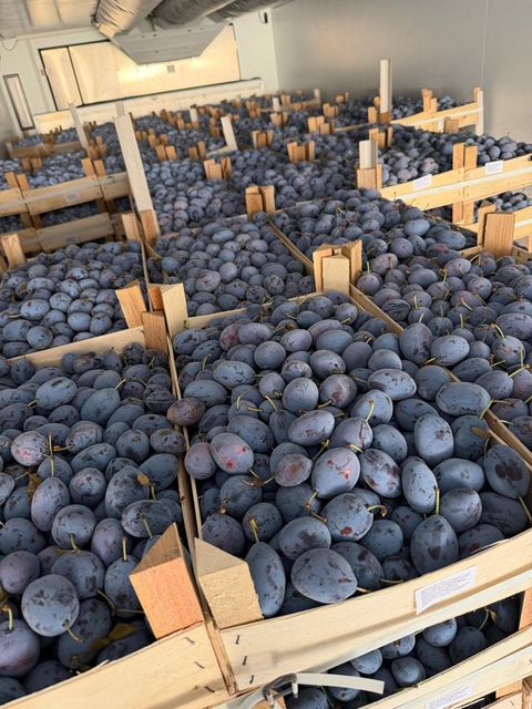 Fresh Stanley Plums Texture Tender Variety Stanley Color Deep Purple Shelf Life Reliable Storage Type Refrigerated Packaging 9 kg wooden boxes - Image 1