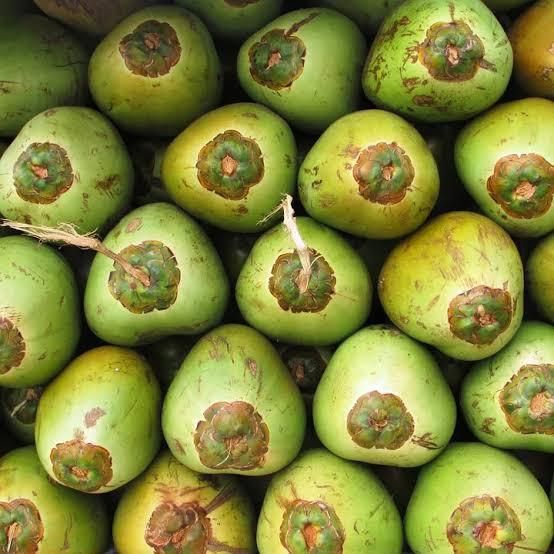 Bulk Top Quality Thai Fresh Young Coconut / Young Semi Husk Coconut - Image 4