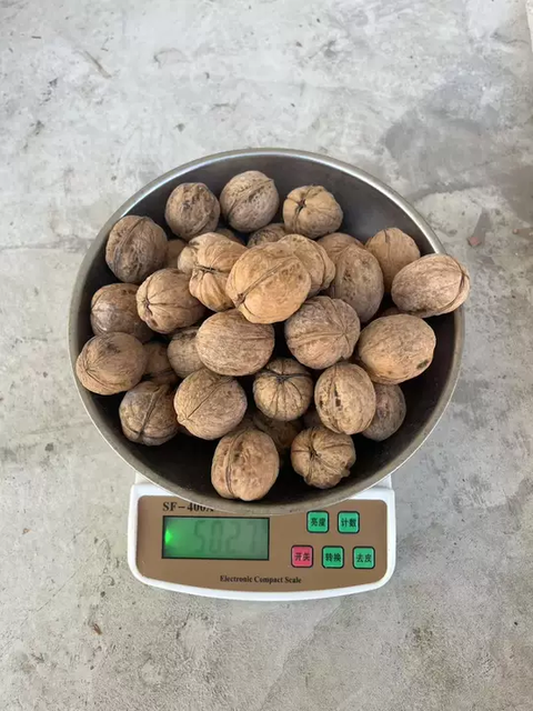 Premium 185 Paper-Shell Walnuts | In-shell Walnuts | Chinese Walnuts | Nuts & Dried Fruits Supplier | High Kernel Rate Walnut Kernels - Image 3