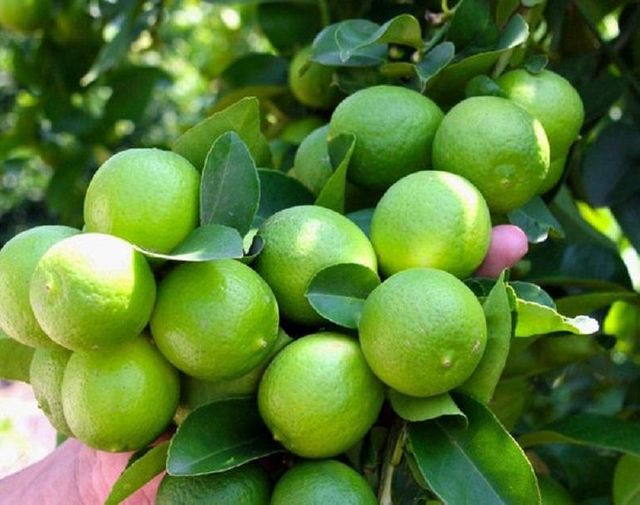 Fresh Seedless Lime class 1 export quality Organic Yes Origin South Africa - Image 3