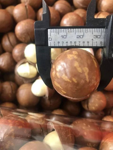 Wholesale Price High Quality Nuts Roasted Macadamia Kernel Nuts Premium Grade with Shell Loose Macadamia Nuts WHATSAP +255787979235/ 255762500052 - Image 5