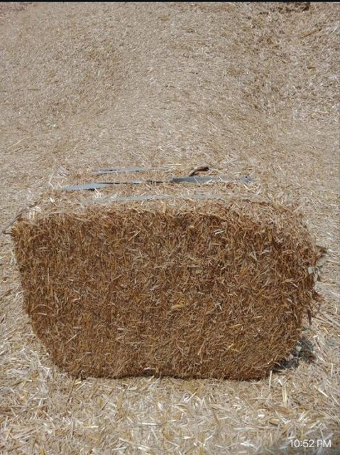 Rice husk - Image 1