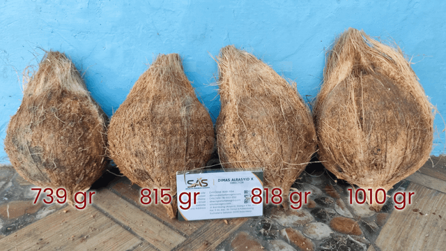 Fresh Coconut from Indonesia - Semi Husked Coconut – product photo 4, product detail gallery