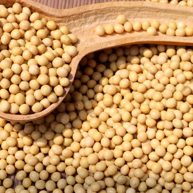 Premium Organic Soybeans – Non-GMO High Protein Food Grade Bulk Supply ready for delivery - Image 4