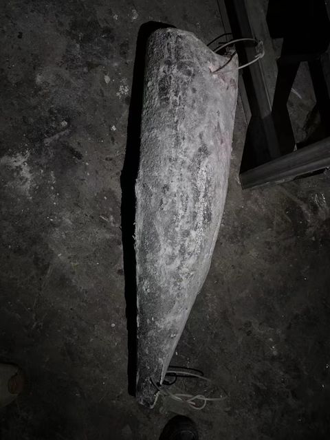 Frozen Oilfish hgt - Image 3