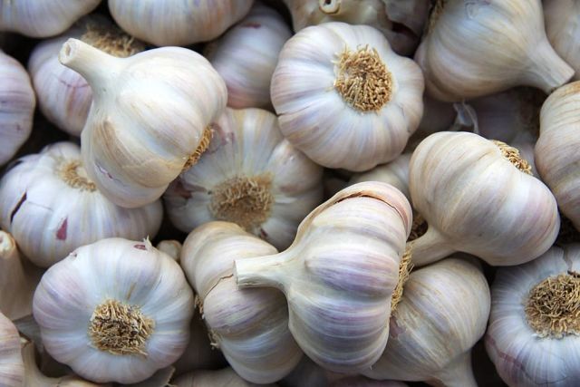 Garlic: Planting, Growing, and Harvesting Garlic Bulbs | The Old Farmer - Image 4