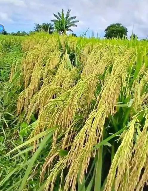 Paddy Rice Origin Indonesia Packaging Size 10 kg Features No Added Sugar - Image 2