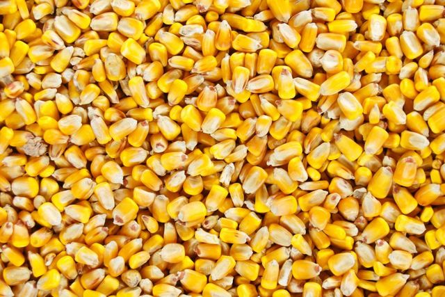 Premium Maize Grain For Commercial Agriculture And Feed Manufacturing With Carefully Selected Kernels Reliable Quality - Image 3