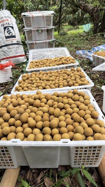 Longan - Image 1
