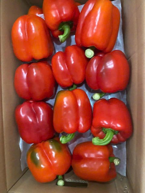 Yellow, red and green Capsicum Form Uniform Quality GOOD Size 140-350gr Origin Vietnam Grade CLASS A & B Weight (kg) 140-350gr - Image 2