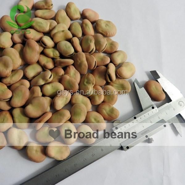 Hot Sale Broad Beans - Image 4