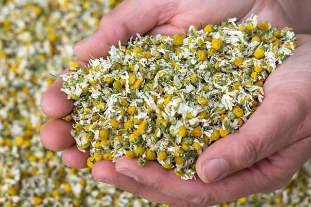 Premium Egyptian Dried Chamomile Flowers | Grade A - Natural Whole Blossoms | High Essential Oil Content | Global GAP Certified | Organic Export - Image 3