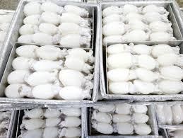 Frozen Whole Clean Baby Cuttlefish, Frozen Cuttlefish Fillet Roll, and Frozen Grilled Cuttlefish Fillet, ensuring reliable B2B seafood solutions - Image 2