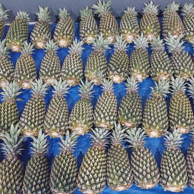 Premium Organic Fresh Pineapple Indonesia - Image 3