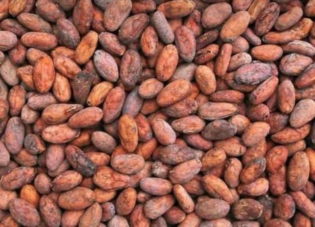 Premium Cocoa Beans – West & Central African Origin - Image 1