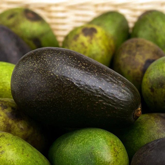 Fresh Avocado / Hass Avocado/Fuerte Avocado Fruit - Image 6