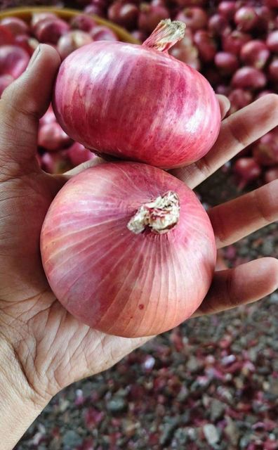 Onion 45 mm -70 mm - Image 3