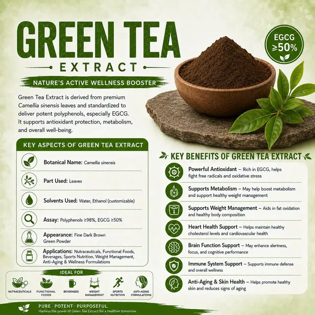 Green Tea Extract Powder – Standardized EGCG | Nutraceutical & Dietary Supplement - Image 1