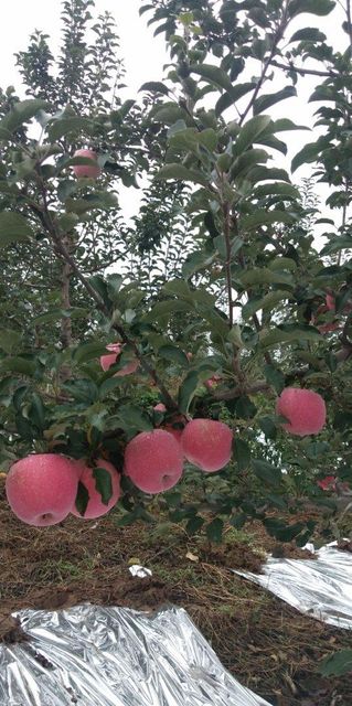 Premium Fuji Apples 65#-80# SGS Certified - Image 5