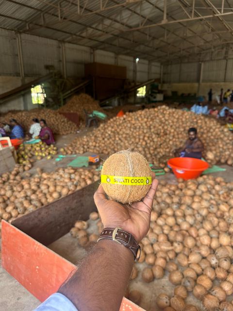coconut with husked and Dehusked, Nariyal, Kelapa, Noix de Coco, Kokosnuss, Kalpavriksha, semi husked coconut - Image 4