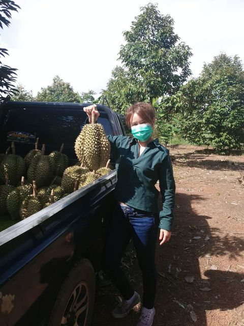 Premium Fresh Organic Whole Durian Mon Thong King of Fruits Original Taste From Thailand Rich & Creamy 3-4 PCS/BOX (Whole) - Image 3