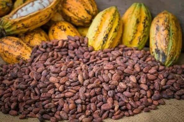 Premium Cocoa Beans Wholesale Bulk Supply Export Quality Grade A Raw Cocoa Beans for Global Buyers - Image 5