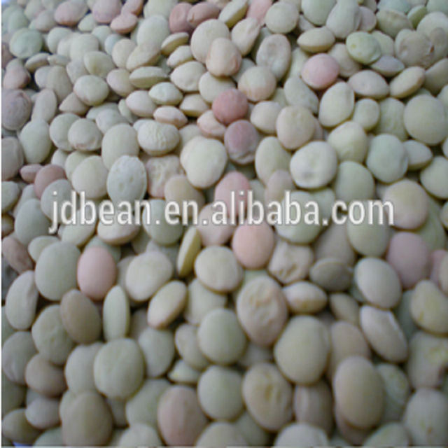 Green Lentils HPS Quality Dry Green Export / Lentils - Image 3