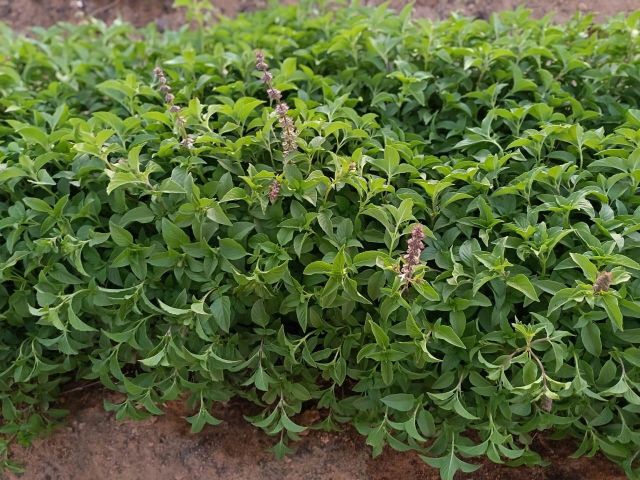 Basil - Image 1