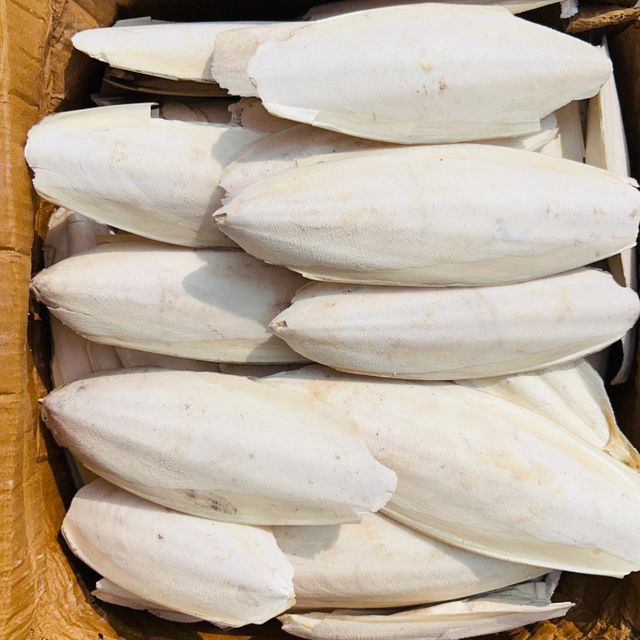 Natural Dried Cuttlefish Bone Are Exported at Good Prices Fresh Seafood Products Nutritious Sugar-Free - Image 4