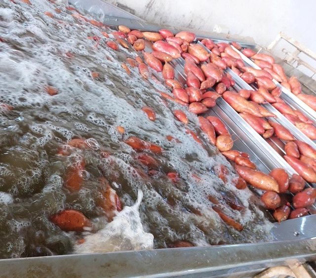 Fresh Egyptain Sweet Potato Organic No Bin Size 600 Kg Freshness Level Fresh Custom Packing Available Packaging Size 6 Kg Cartons - Image 5