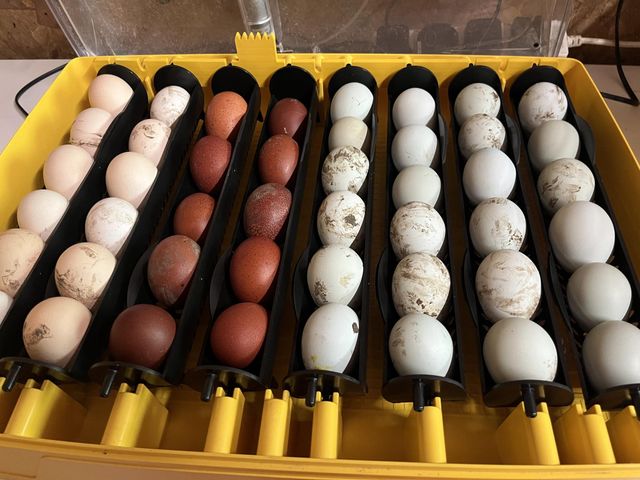 Best Quality Fresh Brown Table Chicken Eggs Cheap Organic Yes Color Beige, Brown, White Degree of Processing Boiled, Chilled, Peeled, Sliced - Image 3