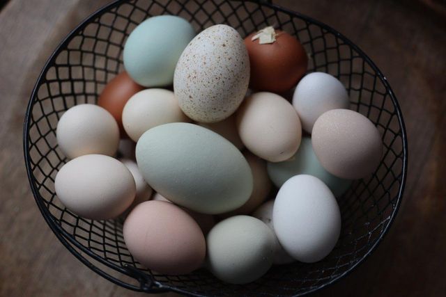 Natural Fertile Hatching Turkey Eggs Freshly Collected For High Hatch Potential Strong Genetics And Healthy Bird Growth - Image 2