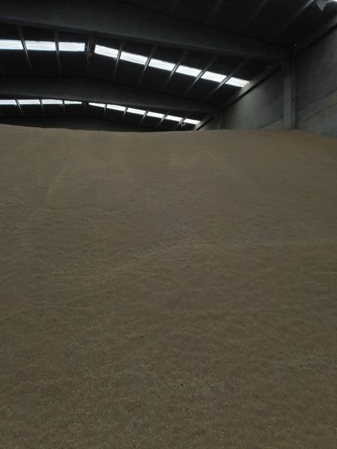 Wheat Grain from Russia and Kazak 11.5% protein till 14.5% - Image 3