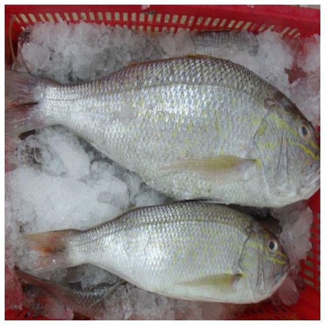 Best Quality Whole Frozen White Snapper Fish Low-Carb & Trans-Fat Free Vacuum Pack Available Bulk at Cheap Prices - Image 1