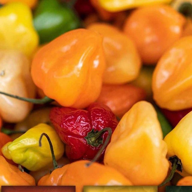 STOCK EXPORT Fresh Green Bell Peppers-Wholesale Organic Habanero with Sweet Flavor High Quality 5/10kg Carton - Image 2