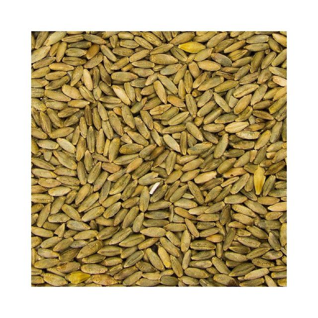Wholesale rye grain in 25kg and 50kg export bags cheap price Form Flour Origin Denmark Features Organic Flavor Distinctive - Image 3