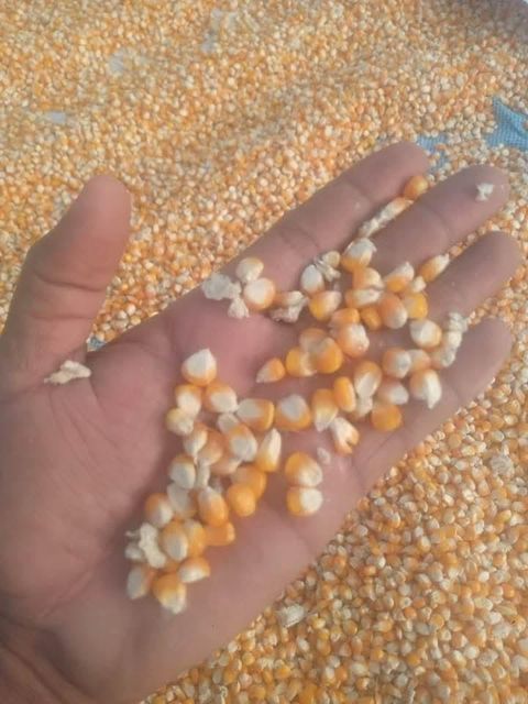 Indian Yellow maize - Image 5