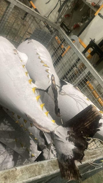 Frozen Skipjack Tuna Origin Indonesia Quality Grade Usda Choice Storage Temperature -25 Derajat Celcius Or - Image 2