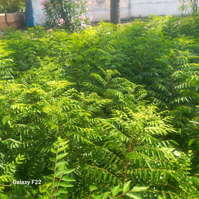 Fresh curry leaves - Image 2
