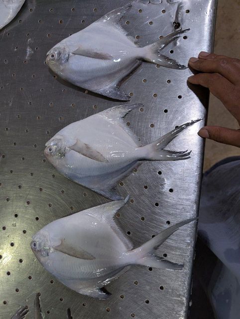 White pomfret – product photo 4, product detail gallery