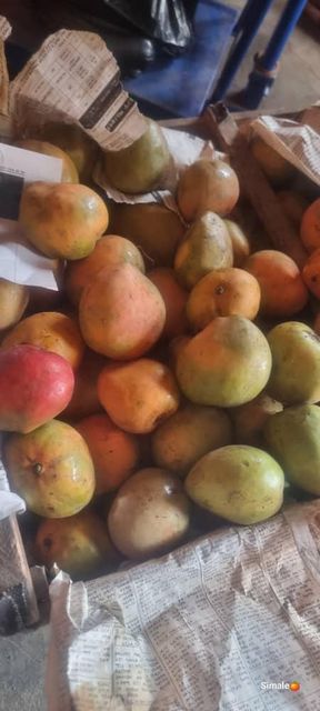 Mango Kent Color Vibrant Origin Ethiopia Grade 1, Grade 1 Features Organic Shelf Life 1Month Flavor Sweet, Rich Texture Firm, Juicy - Image 3