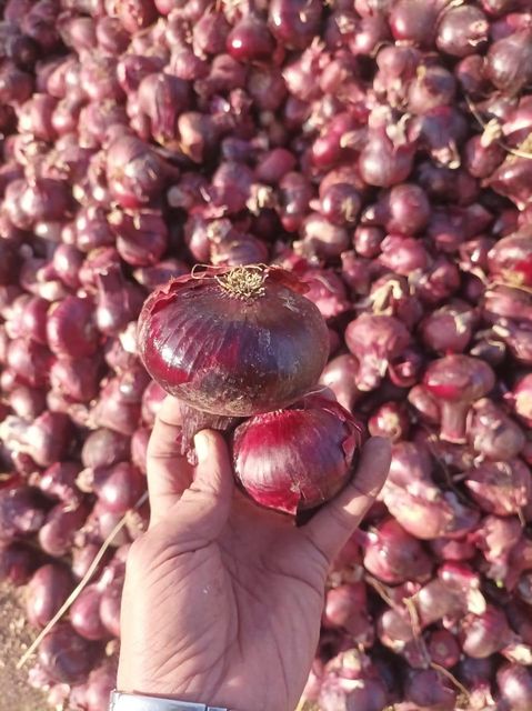 Fresh onions. - Image 2